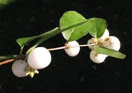 Attēlu rezultāti vaicājumam “Symphoricarpos albus fruit”