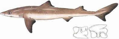 Image result for Squalus acanthias