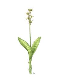 Attēlu rezultāti vaicājumam “Liparis loeselii flower”