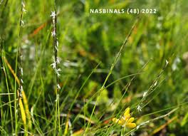 Attēlu rezultāti vaicājumam “Nardus stricta fruit”