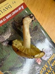 Attēlu rezultāti vaicājumam “Tricholoma flavovirens”