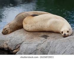 Image result for Eumetopias jubatus