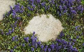 Attēlu rezultāti vaicājumam “Ajuga reptans”