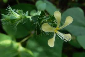 Attēlu rezultāti vaicājumam “Polemoniaceae”