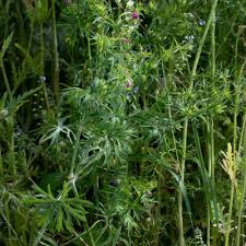 Attēlu rezultāti vaicājumam “Geranium dissectum fruit”