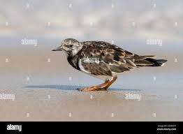 Attēlu rezultāti vaicājumam “Arenaria interpres adult”