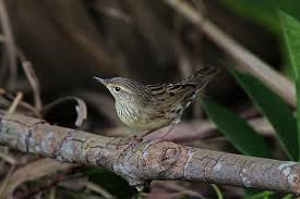 Image result for Locustella lanceolata