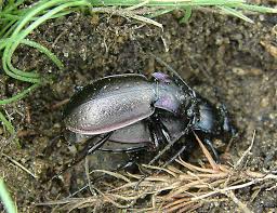 Attēlu rezultāti vaicājumam “Carabus nemoralis”