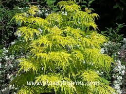 Attēlu rezultāti vaicājumam “Sambucus racemosa leaf”