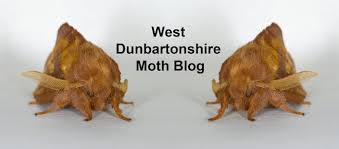 Attēlu rezultāti vaicājumam “Thyatira batis larva”