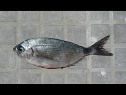 Image result for Oblada melanurus