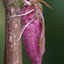 Attēlu rezultāti vaicājumam “Deilephila elpenor imago”
