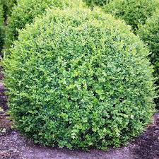 Attēlu rezultāti vaicājumam “Buxus sempervirens”