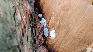 Attēlu rezultāti vaicājumam “Stemonitidaceae”