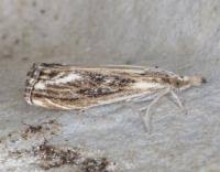 Attēlu rezultāti vaicājumam “Catoptria verellus”