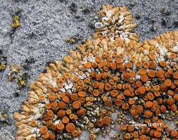 Attēlu rezultāti vaicājumam “Caloplaca saxicola”