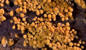 Attēlu rezultāti vaicājumam “Lycogala persicum”