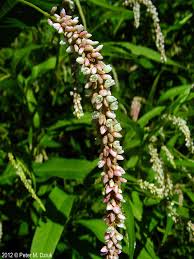Attēlu rezultāti vaicājumam “Persicaria lapathifolia leaf”