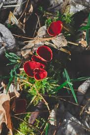 Attēlu rezultāti vaicājumam “Sarcoscypha austriaca”