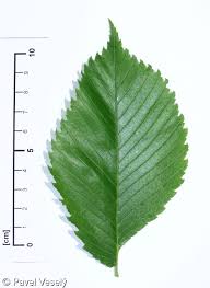 Attēlu rezultāti vaicājumam “Ulmus laevis”