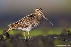 Attēlu rezultāti vaicājumam “Gallinago gallinago”