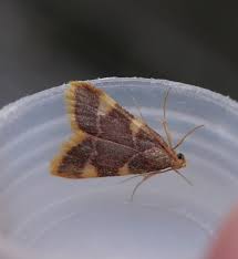 Attēlu rezultāti vaicājumam “Diurnea lipsiella male”