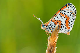 Attēlu rezultāti vaicājumam “Melitaea diamina”