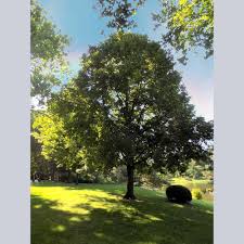 Attēlu rezultāti vaicājumam “Tilia americana”