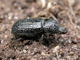 Attēlu rezultāti vaicājumam “Sinodendron cylindricum male”