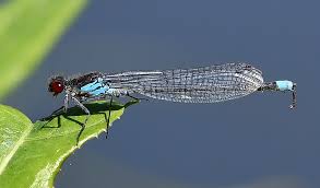 Attēlu rezultāti vaicājumam “Erythromma najas”