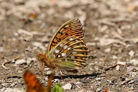 Attēlu rezultāti vaicājumam “Argynnis aglaja underside”