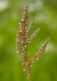 Attēlu rezultāti vaicājumam “Rumex acetosa flower”