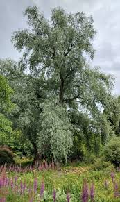 Attēlu rezultāti vaicājumam “Salix alba var. alba”