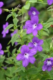 Image result for Browallia speciosa