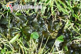 Attēlu rezultāti vaicājumam “Nostoc pruniforme”