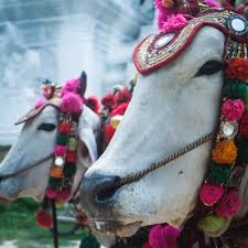 「pyu-re i4004」の画像検索結果