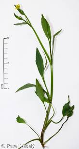 Attēlu rezultāti vaicājumam “Ranunculus flammula”