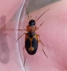 Attēlu rezultāti vaicājumam “Badister bullatus”