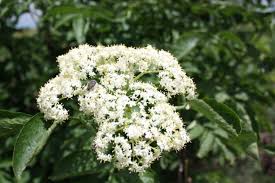 Attēlu rezultāti vaicājumam “Sambucus nigra flower”