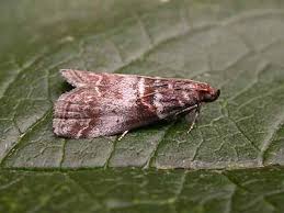 Attēlu rezultāti vaicājumam “Acrobasis advenella”