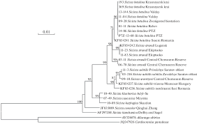 Attēlu rezultāti vaicājumam “Sicista betulina”