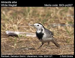 Image result for Motacilla alba