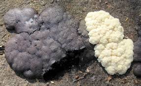 Attēlu rezultāti vaicājumam “Amaurochaete atra young”