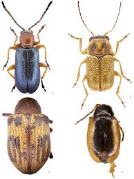 Attēlu rezultāti vaicājumam “Chrysomelidae”