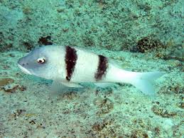 Image result for Parupeneus trifasciatus