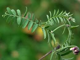 Attēlu rezultāti vaicājumam “Vicia cracca”