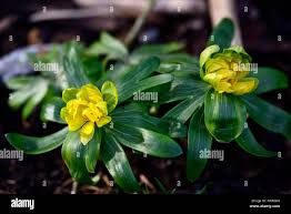 Attēlu rezultāti vaicājumam “Eranthis hyemalis”