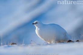 Attēlu rezultāti vaicājumam “Lagopus lagopus female”