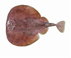 Image result for Tetronarce nobiliana