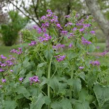 Attēlu rezultāti vaicājumam “Lunaria annua leaf”